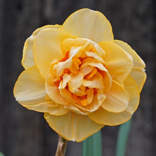 Нарцисс махровый Вайлон